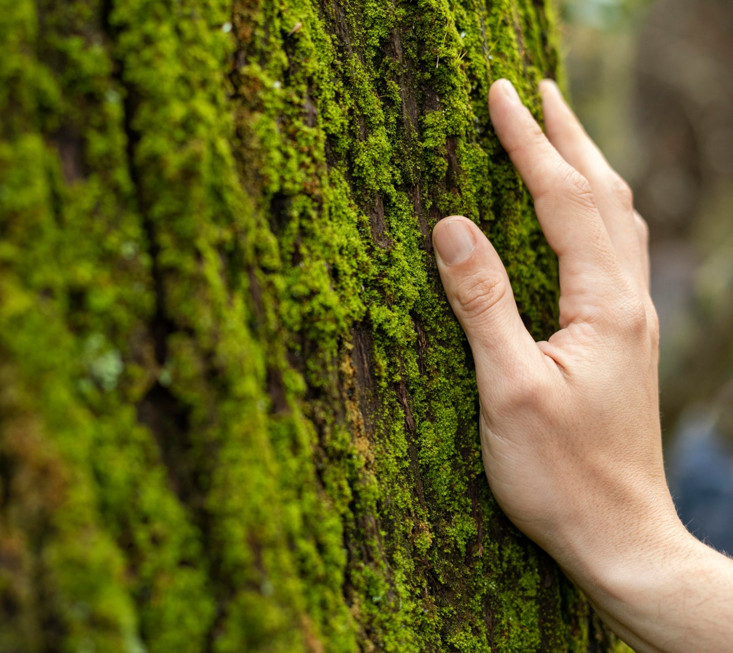 Hand berührt moosbedeckten Baum im Wald als Symbol für Klimaschutz und nachhaltige Forstwirtschaft für Produkte von Frontura